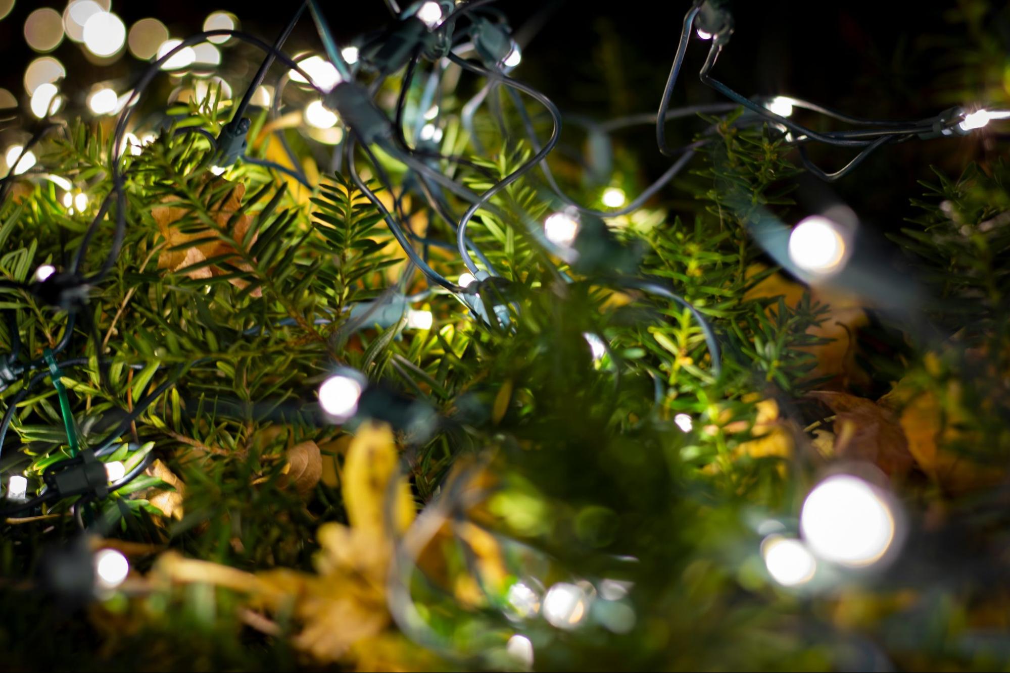 A close up view of white holiday string lights tangled in green outdoor shrubs, glowing softly at night with blurred light spots in the background.
